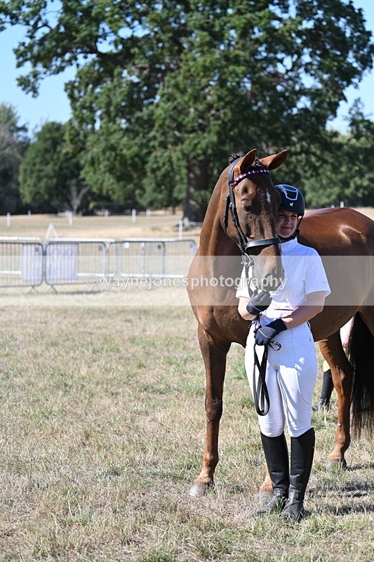 WJ7_1598 - Class 42 Most Handsome Gelding