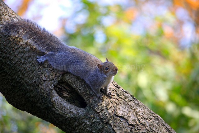  - Wildlife, Mammal Photography, Great Britain
