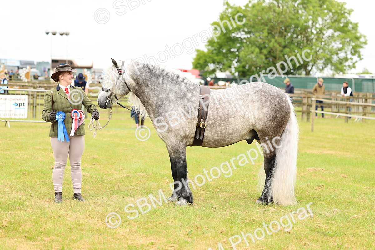 SBM_00656 - Class 58-67 - M&M Non Welsh Pony In hand