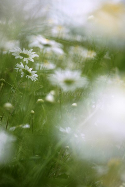 Moon daisy, in Somerset (Leucanthemum vulgare) - Wild Flowers,  plants & Fungus photography, Great Britain