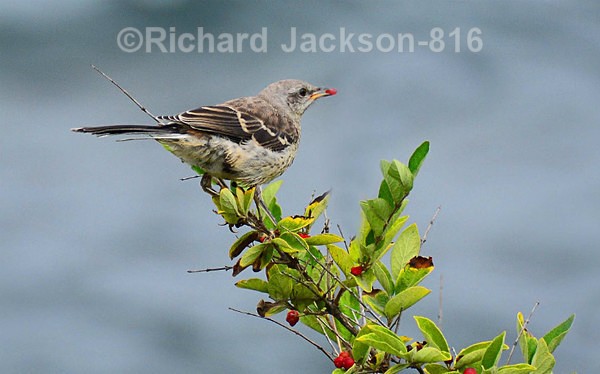 Warbler with food - Birds