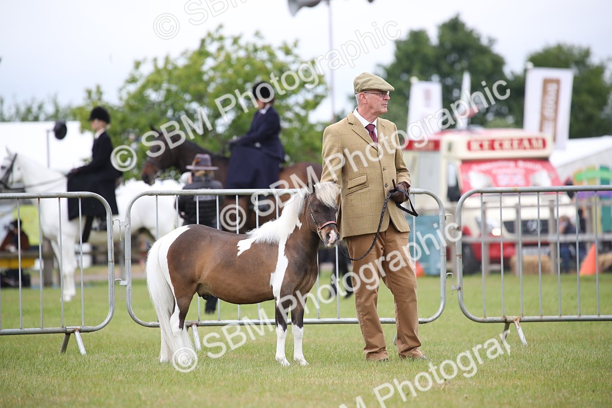 SBM_03900 - Class 23-25 - British Miniature Horse of the Year