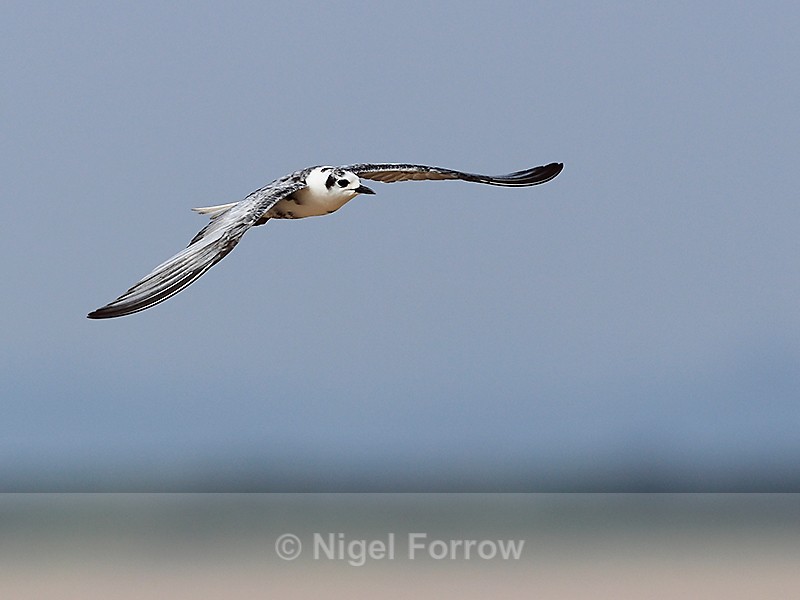 White-winged Tern (non-breeding) in flight over the lake - White-winged (Black) Tern