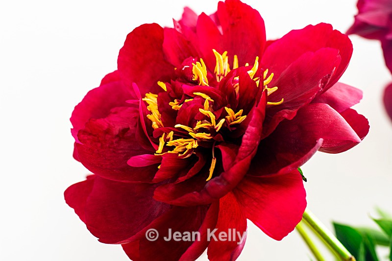Red Peony - DSC_4653 - Red