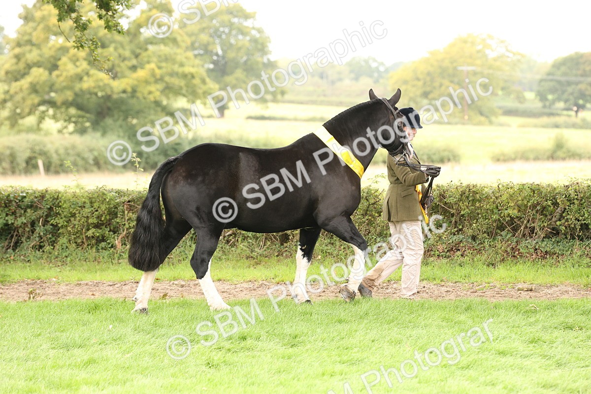 SBM_60824 - In Hand Horse Supreme Championship