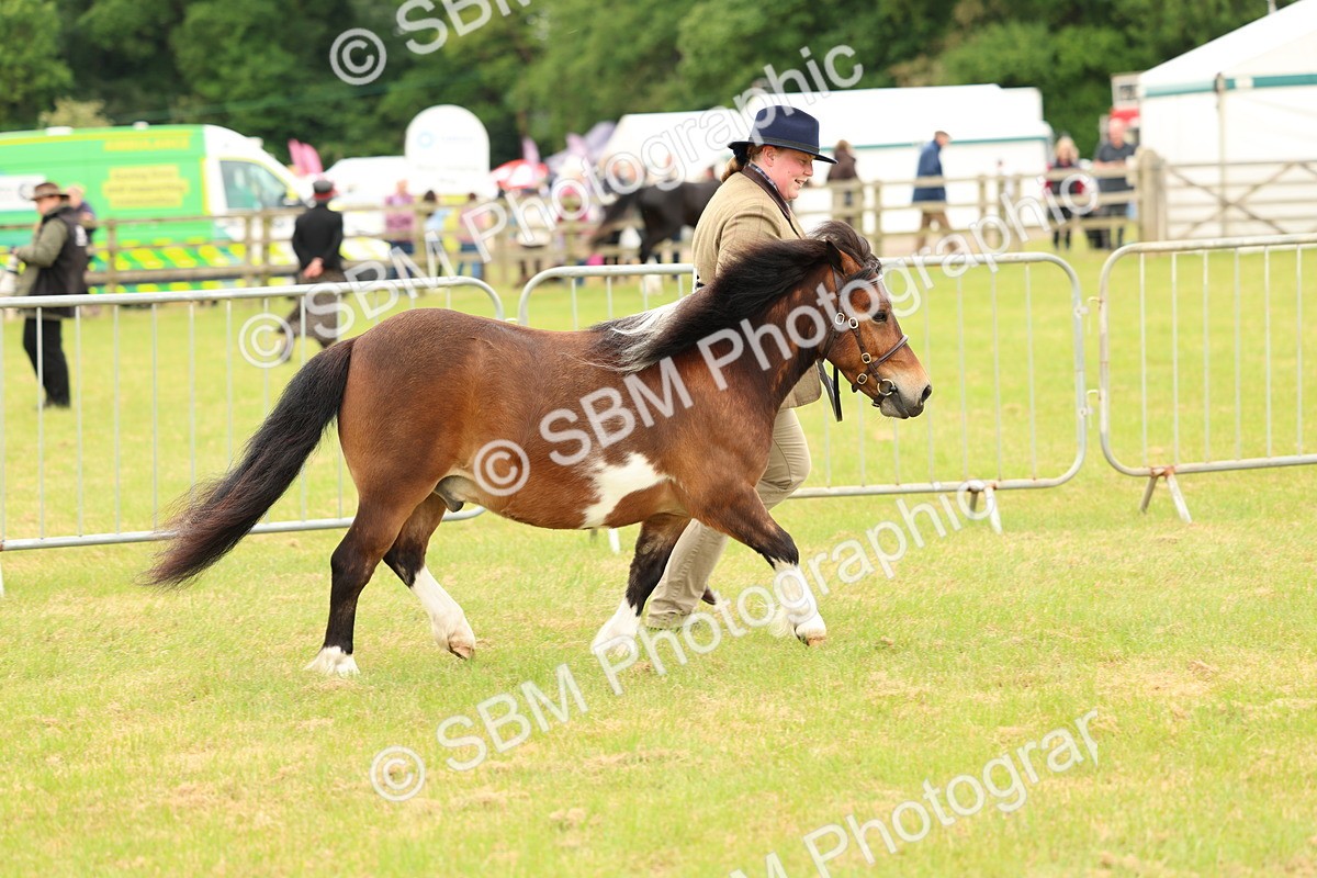 SBM_04419 - Class 64-67 - Shetland Pony In Hand