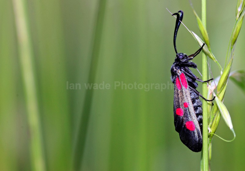  - Insects & Snails, Great Britain