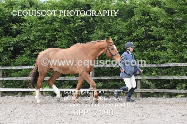 BPP_7190 - RING 1  (RIDDEN HORSES / IN HAND / VETERAN ETC)