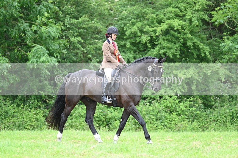 WJ7_4308 - Class 14A Handsome Gelding