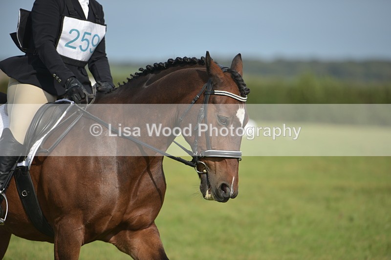 RAY_7745 - Class 2B: Trekenning Open: Dressage