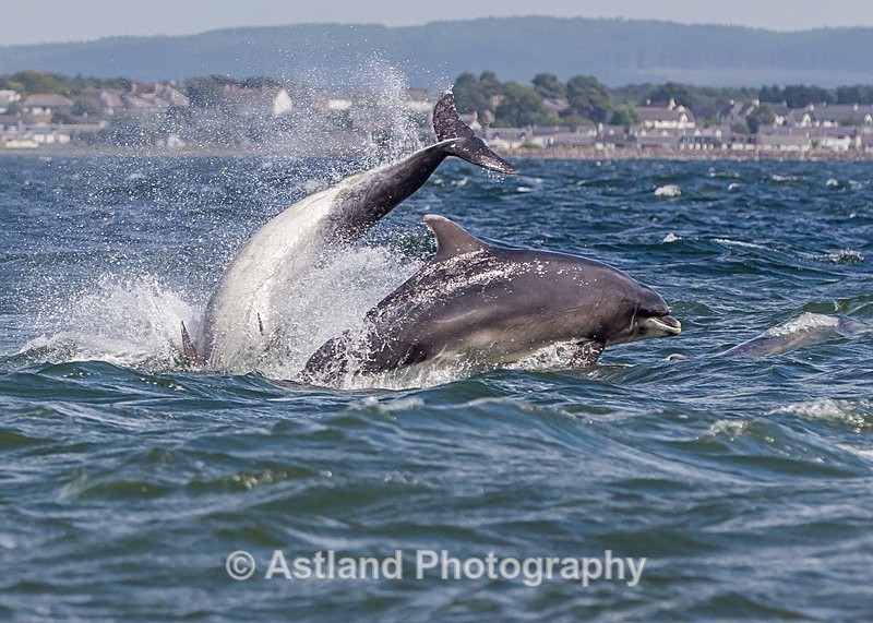 Astland Photography, Bird and Wildlife Images, Susan and Peter Wilson, U.K.