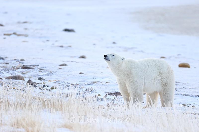 Male Polar Bear detects scent of another, Churchill, Canada - Polar Bear