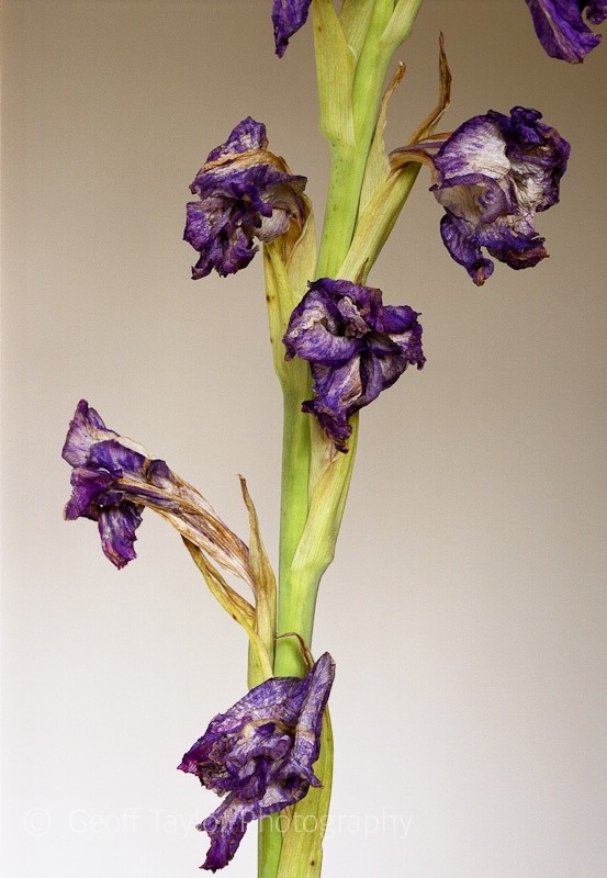 Gladiolus Violet & White - Shropshire Gladioli