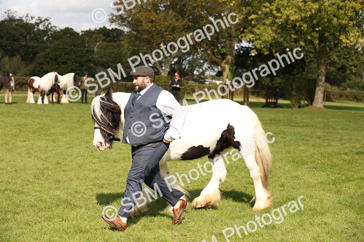 SBM_62292 - S55 - Traditional Cob In Hand