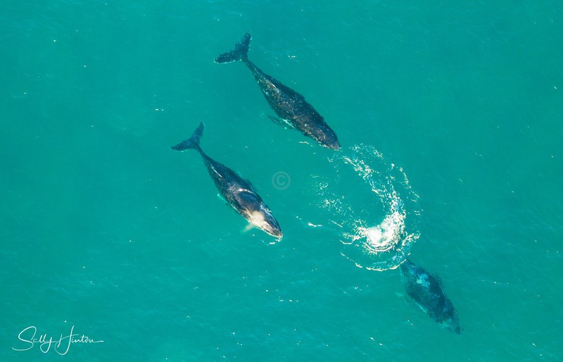 Three Humpbacks 4