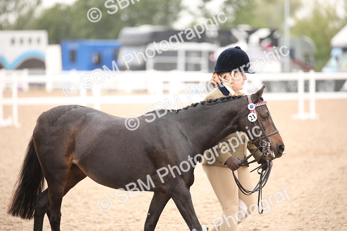 SBM_20107 - Class 702 - IH  Show Horse Pony