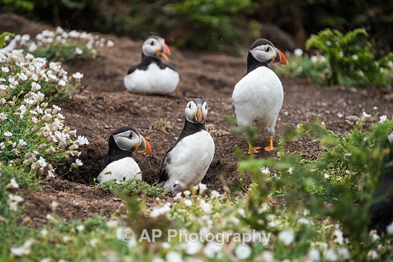 ACP_9962-1 - Puffins on Skomer Island