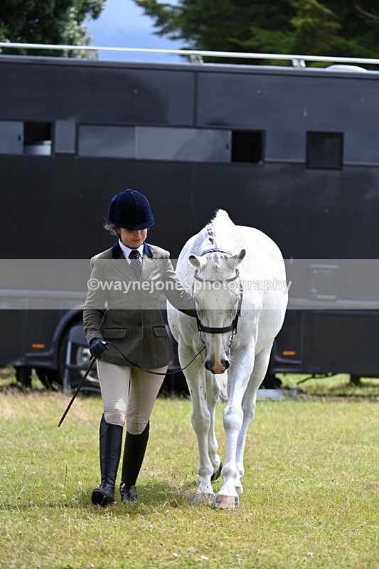 WJ7_6918 - Class 5a Most Handsome Gelding in Hand