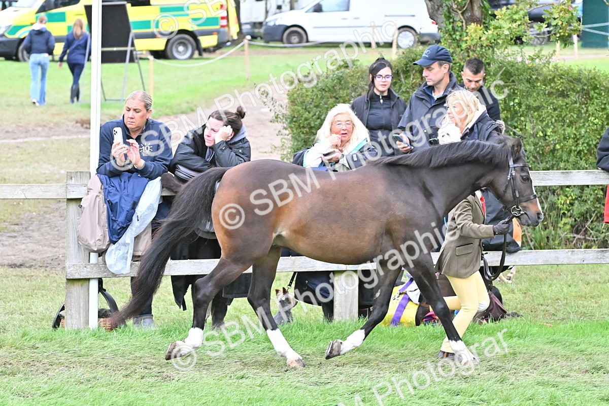SBM_68526 - S42 - Junior Handler 9-12 Years