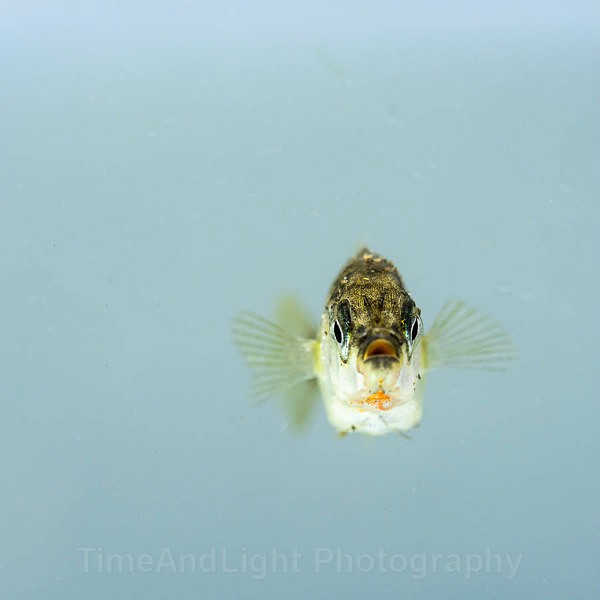 Stickleback - Freshwater Life