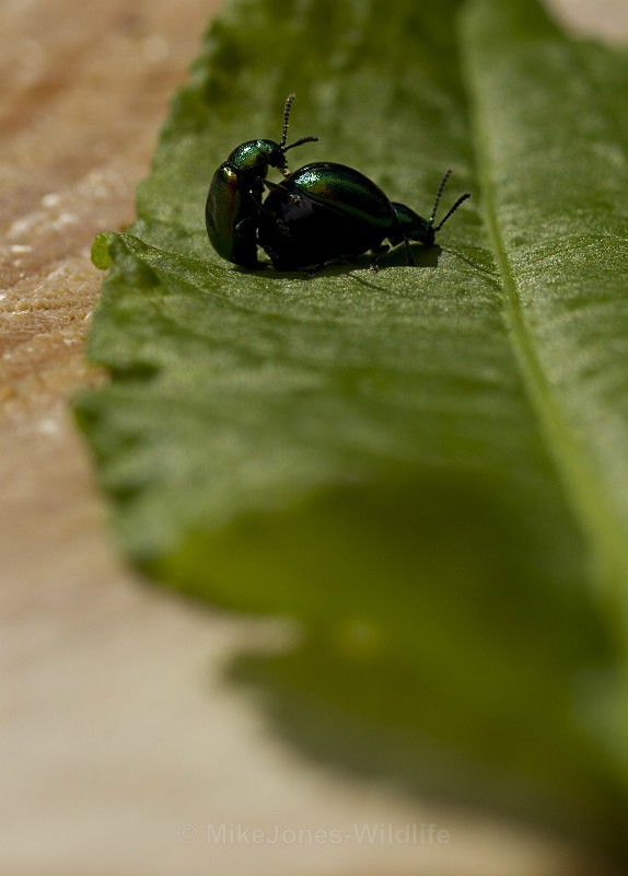 - MACRO IMAGES