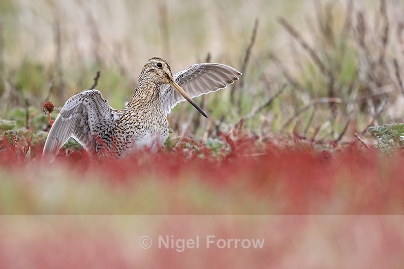 Magellanic Snipe raised wings, Falklands - Magellanic Snipe
