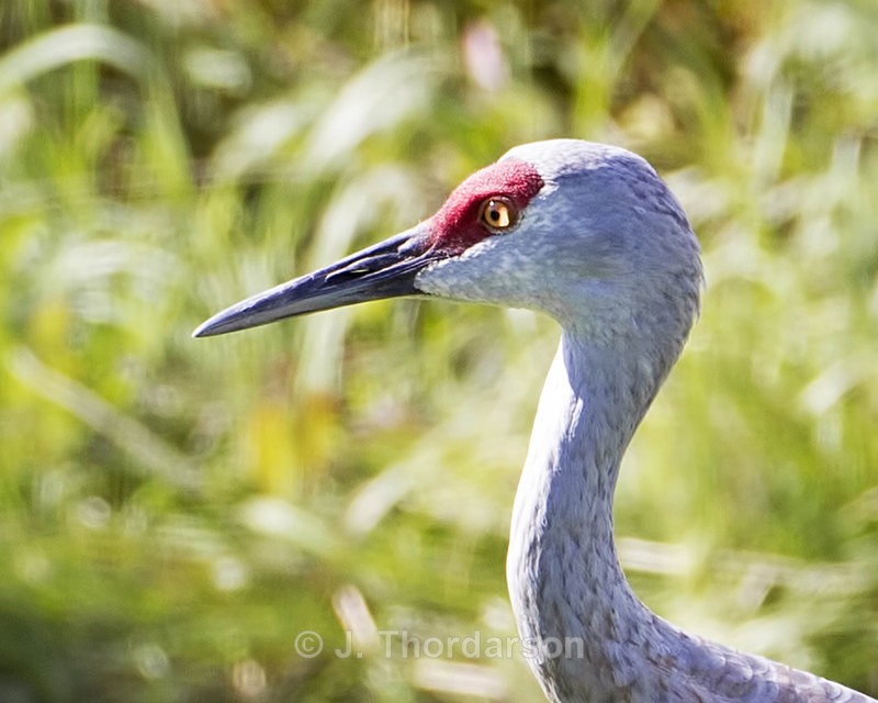  - Sandhill Cranes