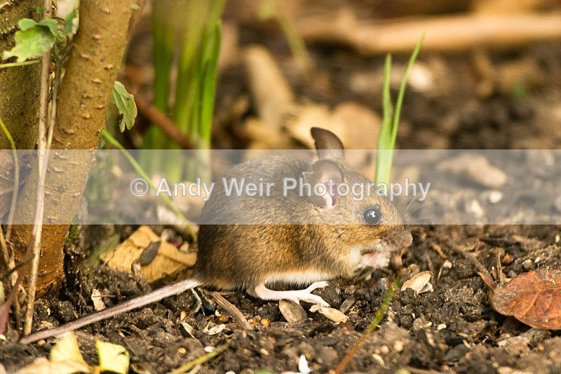 20111227-_MG_8069 - Wood Mouse