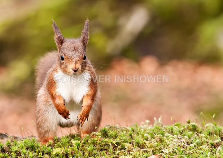 Red squirrel - Wildlife