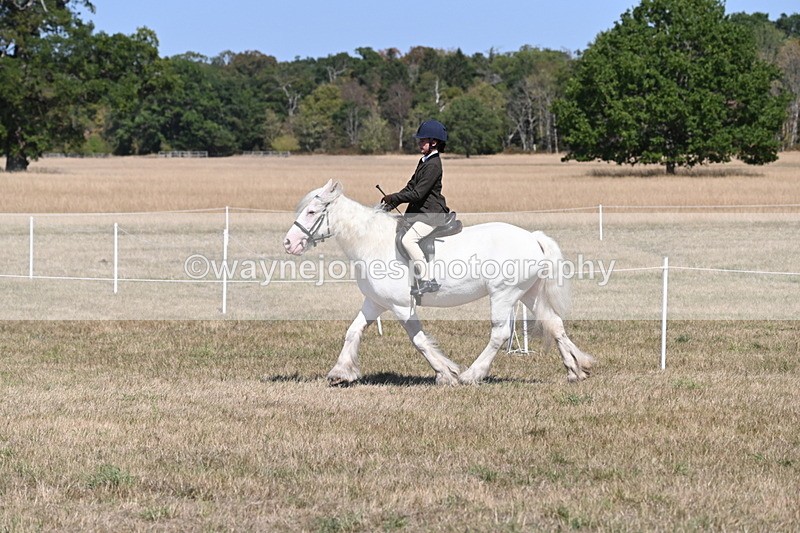 WJ6_8845 - Class 38 Ridden Riding Horse/Pony