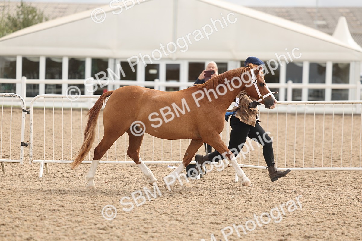 SBM_04963 - Class 20 - IH Veteran