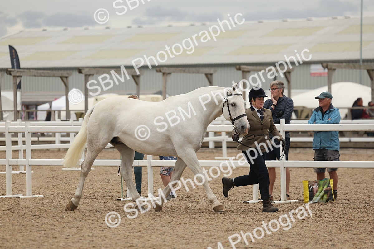 SBM_19278 - Class 317 - IH Pure Bred Horse-Pony