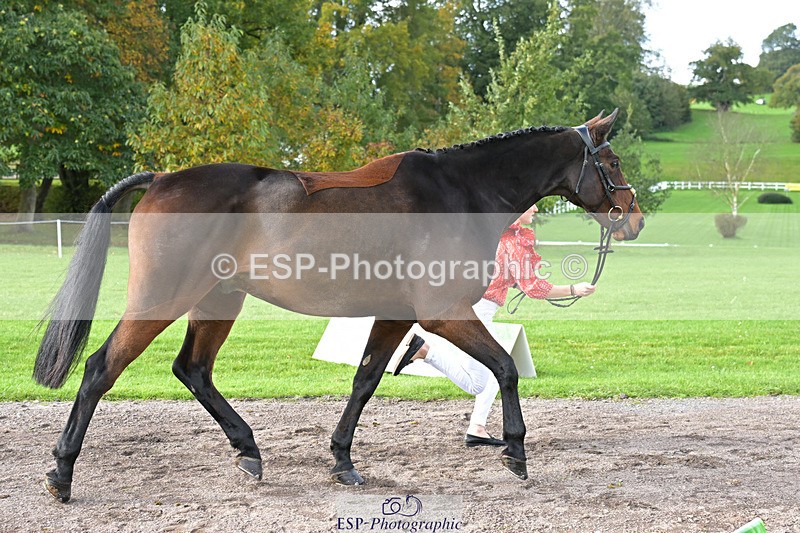 241023-132529-00278 - 018-Alice.Robinson-DERRYS.DIAMOND.CAVALIER