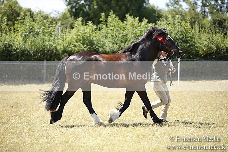 _C7A0121 - In Hand Championship BVRC Show 2018