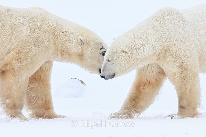 Polar Bears eye-to-eye confrontation, Churchill, Canada - Polar Bear