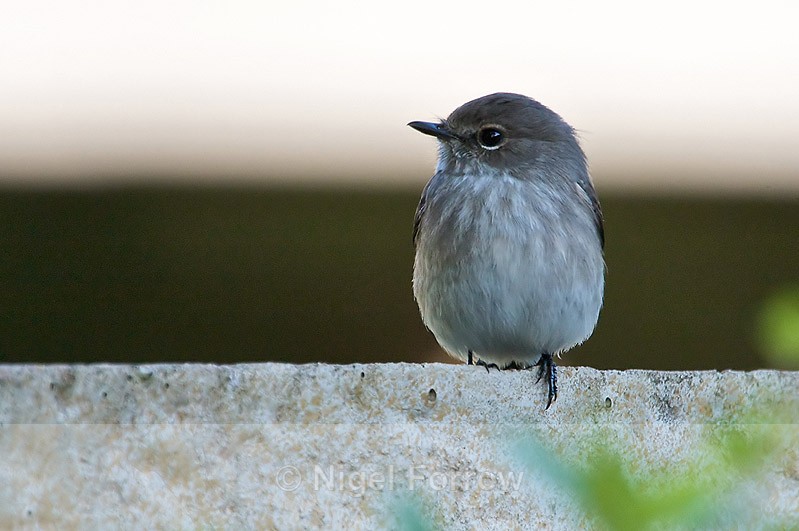 African Dusky Flycatcher perched on a garden wall - African Dusky Flycatcher