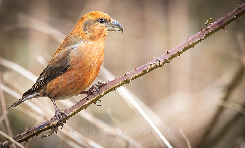 CROSSBILL 5 - CROSSBILLS