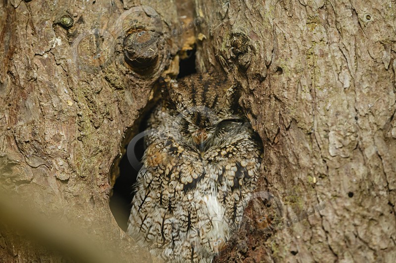 western screech owl megascops kennicottii-7780 - Owls of the World