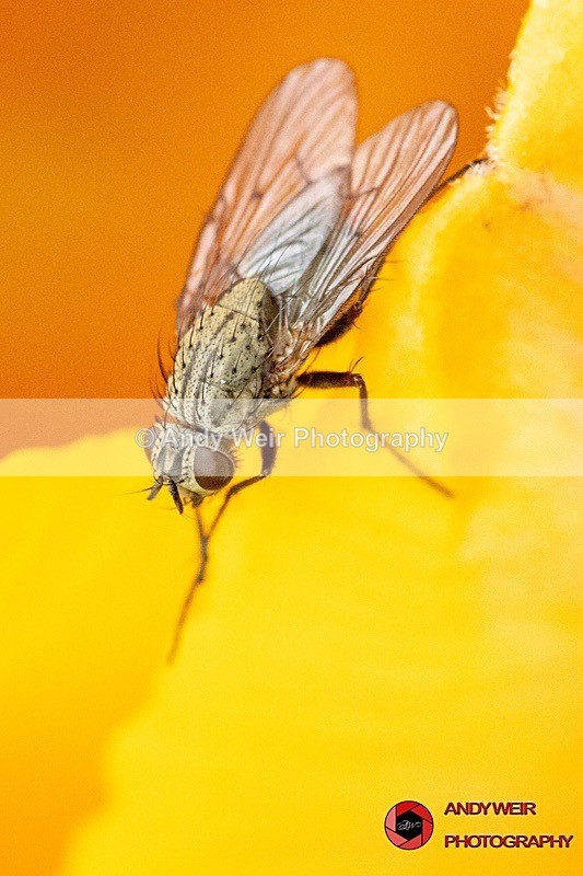 190430-untitled-1L4A1101 - Insects