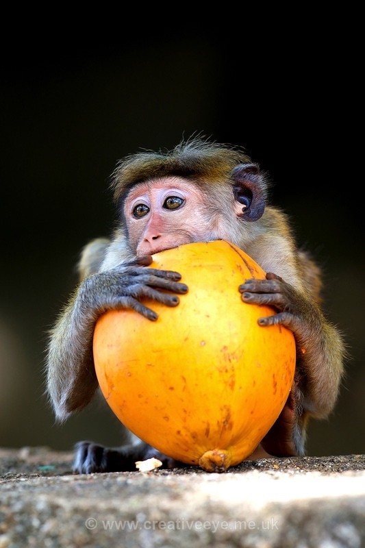 No.0022. Personal asset. - Animal world
