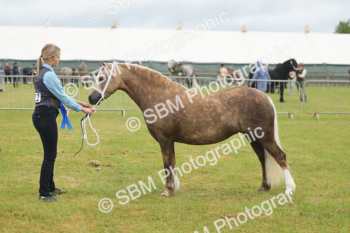SBM_01641 - Class 50-57 - M&M Welsh Pony In Hand