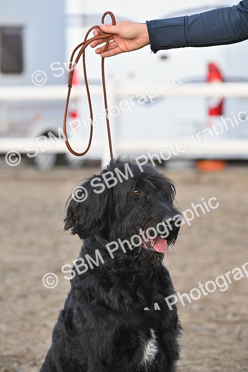 SBM_09608 - Lorry Dogs