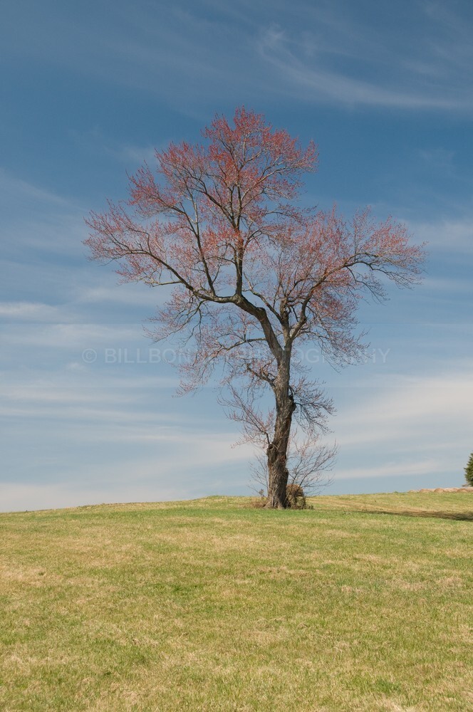 _DSC2837_1175 - The Tree Project