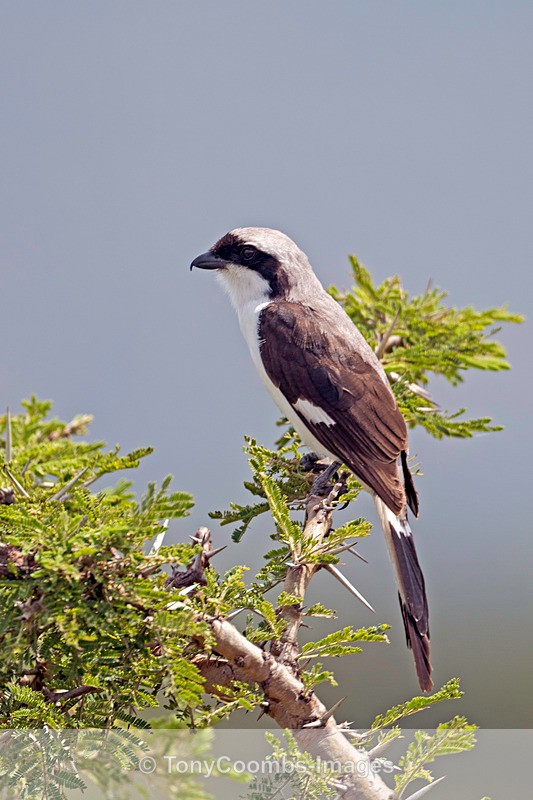 Grey-backed Fiscal - Lewa ~ Birds