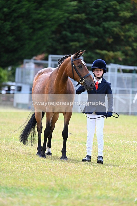 WJ7_6621 - Class 5 Handsome Gelding in hand