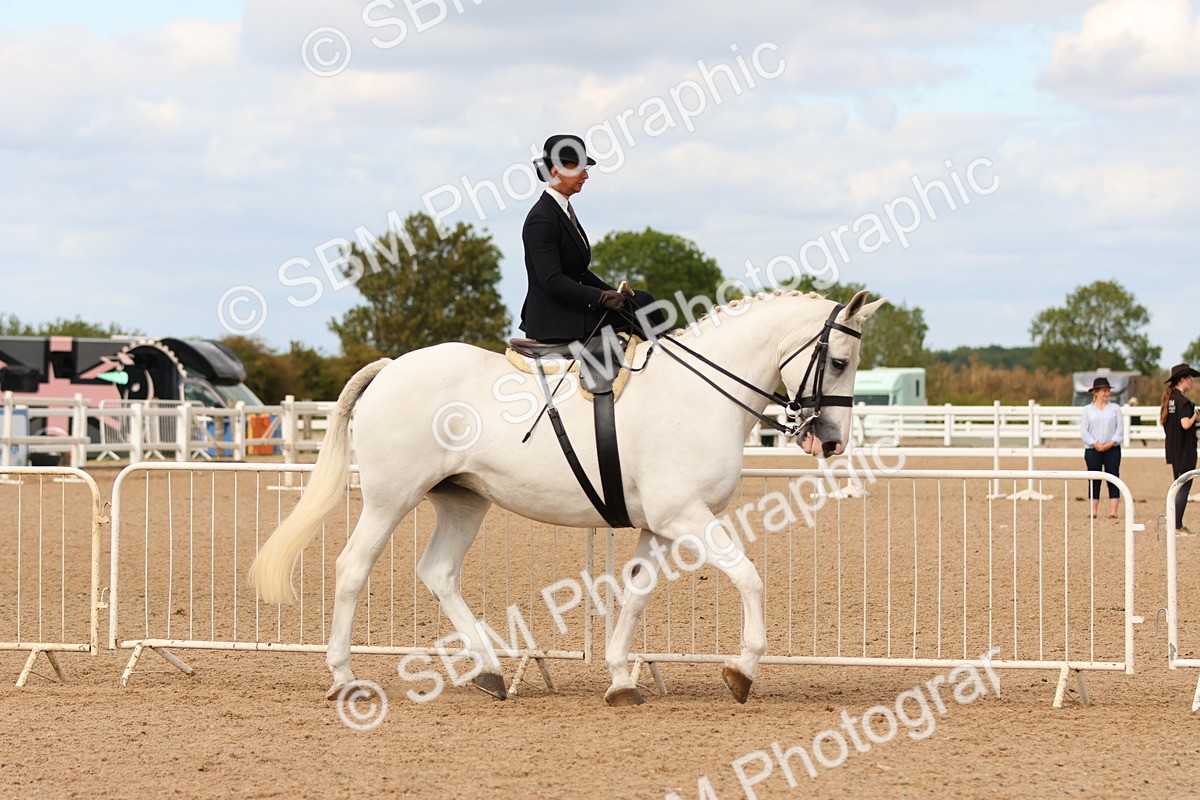 SBM_15883 - Class 216 - Best Side Saddle Horse-Pony