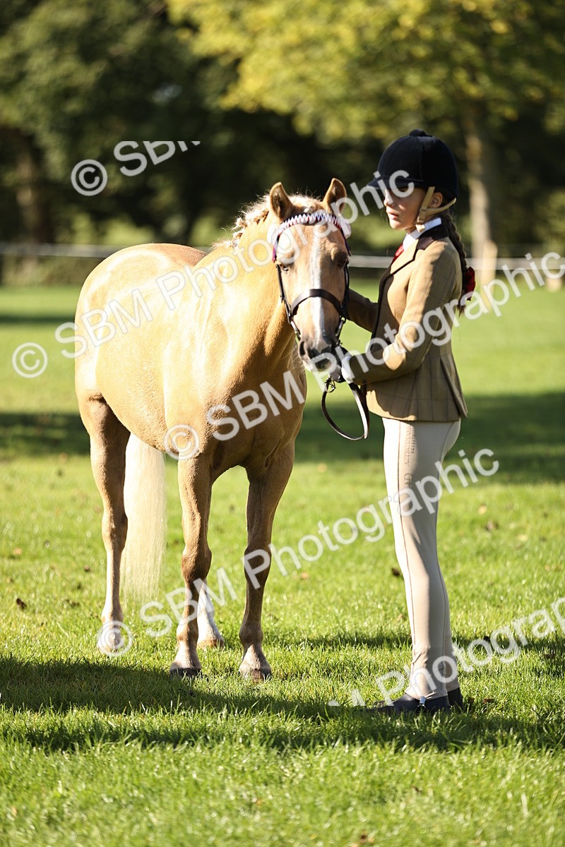 SBM_15938 - S1 - TSR in Hand Horse & Pony Showing
