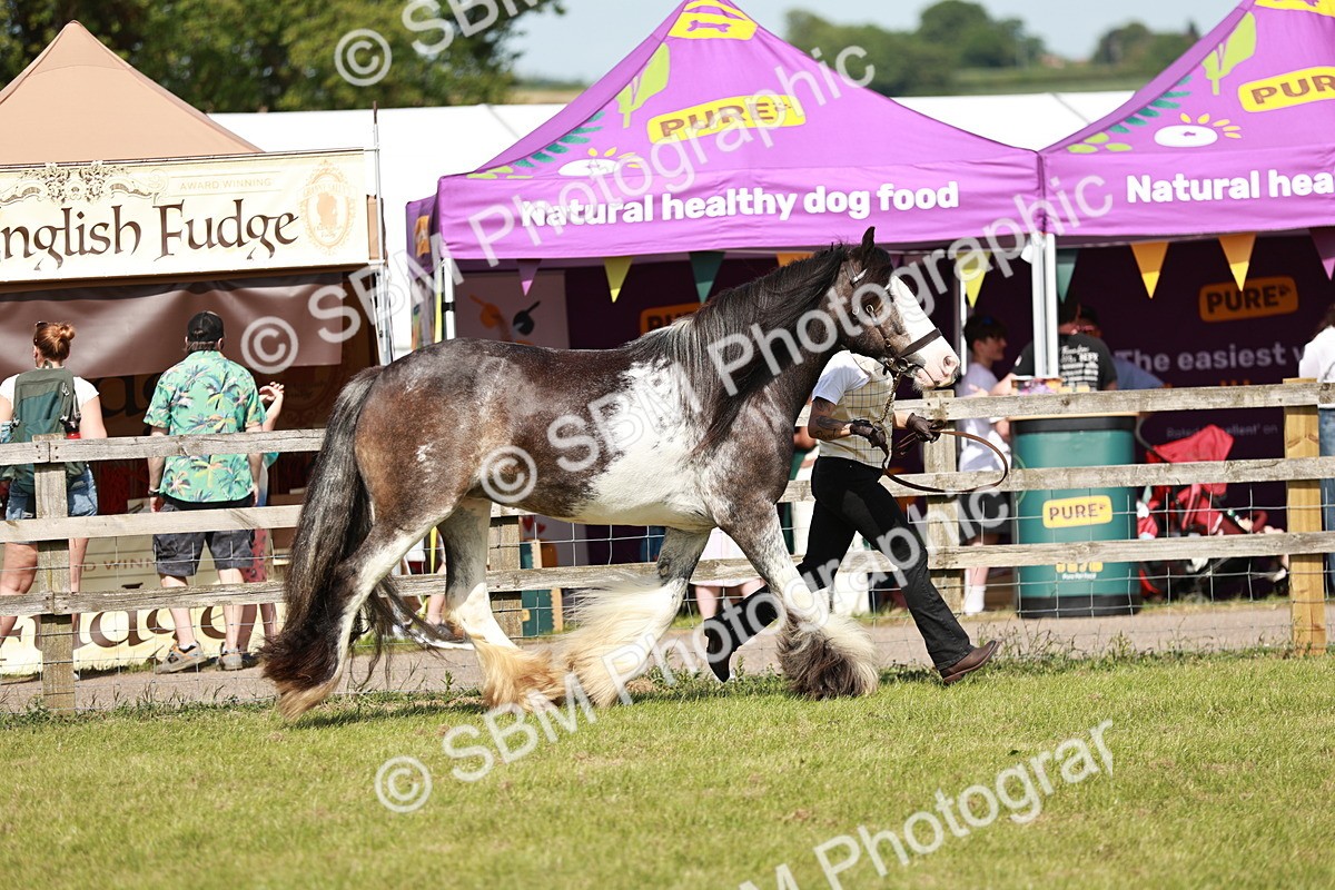 SBM_08753 - Class 63-65 - Traditional Gypsy Cobs In Hand & Ridden