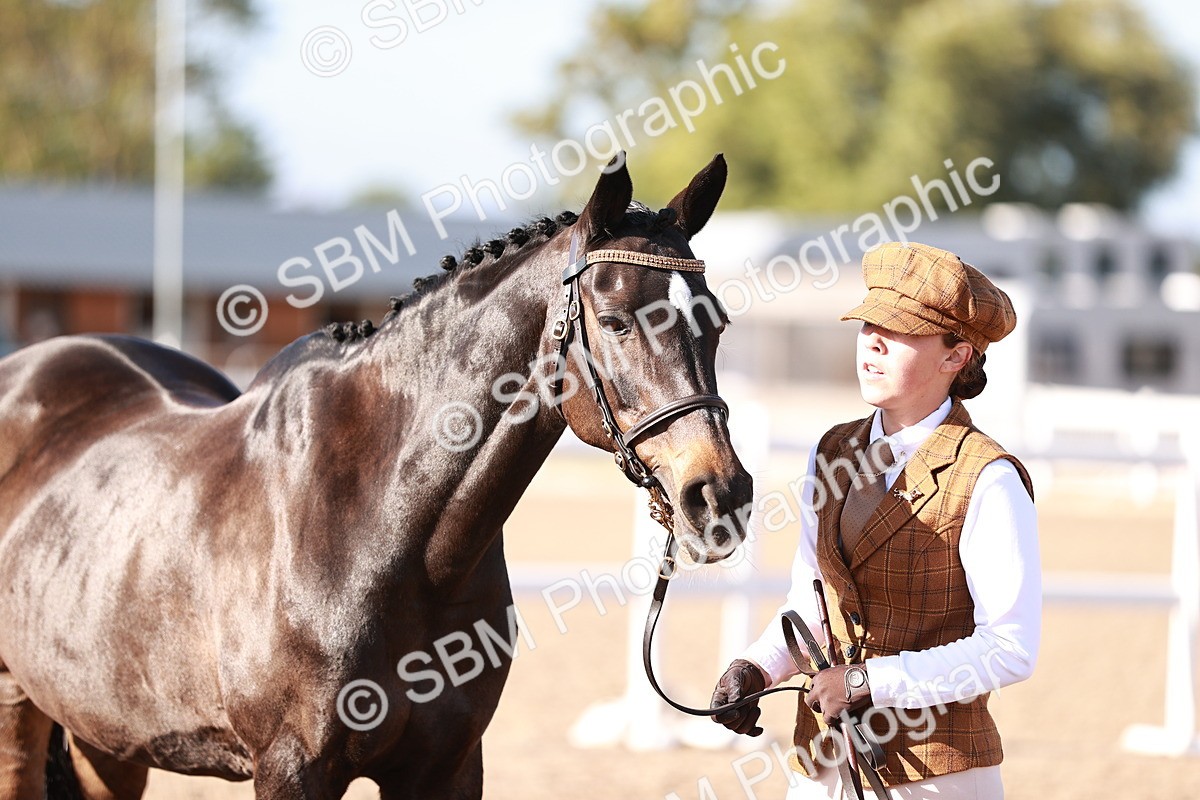 SBM_22045 - Class 702 - IH Show Horse-Pony