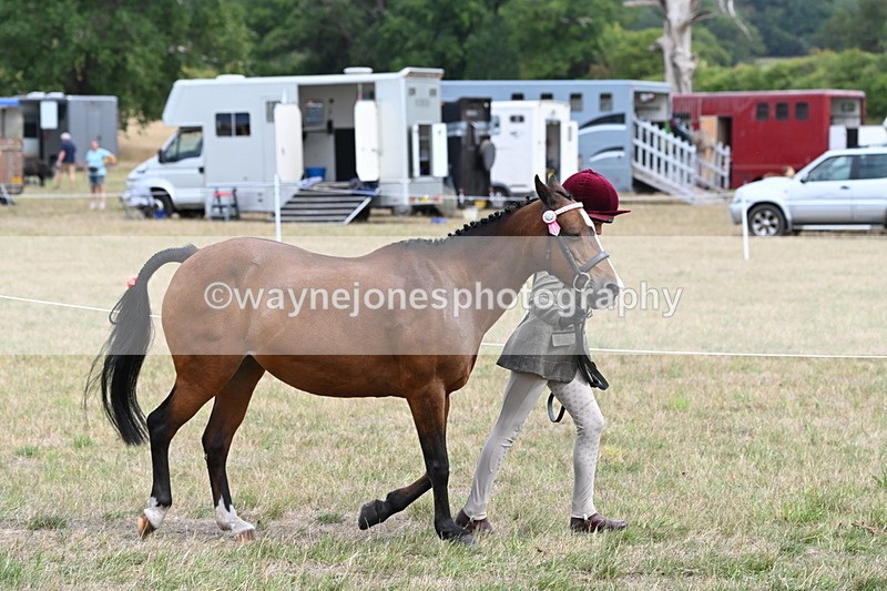 WJ6_5895 - Class 19 In-hand Veterans (Uploaded correct folder)